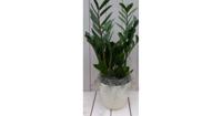 Zamioculcas in creme pot 55 cm Warentuin Natuurlijk - Warentuin natuurlijk - thumbnail