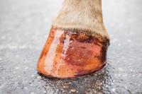 Excellent Horse Hi Gloss Glitter Hoof Polish Pink 150 ml - thumbnail