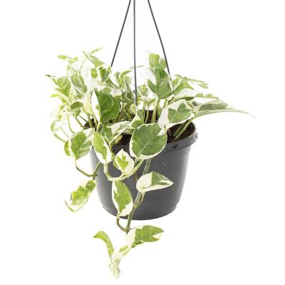 Epipremnum Aureum N'joy (Variegated) - P 18 cm Epipremnum Aureum N'joy (Variegated) - P 18 cm