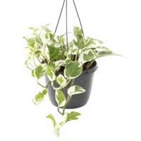 Epipremnum Aureum N'joy (Variegated) - P 18 cm - thumbnail