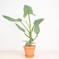 Philodendron Hastatum Silver Sword - thumbnail