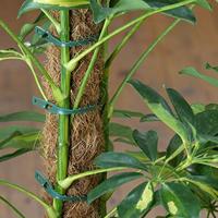 Meister Plantenbinders Universeel 50St - WU9970200 - thumbnail