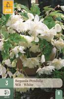 Begonia pendula wit - thumbnail