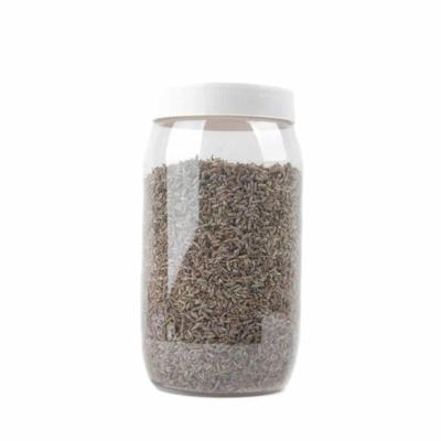 Biologische Lavendel in Pot