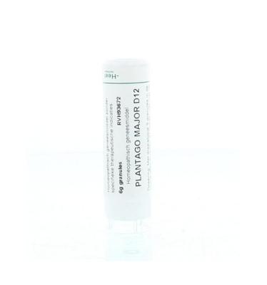 Homeoden Heel Plantago major D12 6 Gram