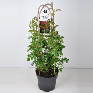 Rambler klimroos (rosa "Rambling Rosie"®) - C7.5 - 1 stuks