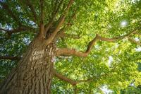 Tamron 11-20mm F/2.8 Di III-A RXD Canon RF - thumbnail