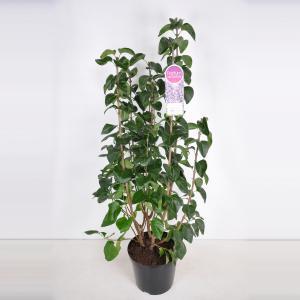 Sering (syringa vulgaris "Sensation") - 70-90 cm - 1 stuks