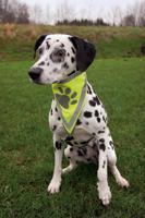 TRIXIE REFLECTERENDE BANDANA GEEL L-XL 43-60 CM - thumbnail