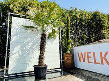 Palmboom - Trachycarpus Fortunei