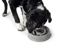 Voerbak voor honden Hunter Melamine 550 ml - thumbnail