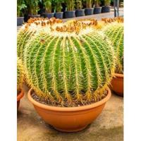 Echinocactus grusonii XXL kamerplant - thumbnail
