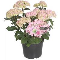 Hydrangea Macrophylla "Double Flowers Pink"® boerenhortensia - 30-40 cm - 1 stuks - thumbnail