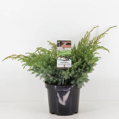 Juniperus squamata blue swede 40 cm Conifeer Jeneverbes Warentuin Natuurlijk - Warentuin natuurlijk