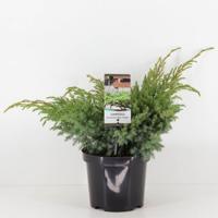 Juniperus squamata blue swede 40 cm Conifeer Jeneverbes Warentuin Natuurlijk - Warentuin natuurlijk - thumbnail