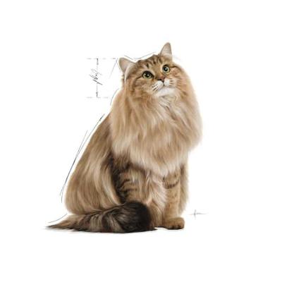 Royal Canin Digestive Care in Gravy (saus) natvoer kattenvoer zakjes 12 x 85 gram - thumbnail