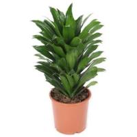 Dracaena compacta S kamerplant - thumbnail