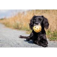 Trixie rubber gatenbal met bel blind/slechtziend hondenspeelgoed - thumbnail