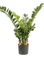 Kunstplant Zamioculcas Smaragd M - thumbnail