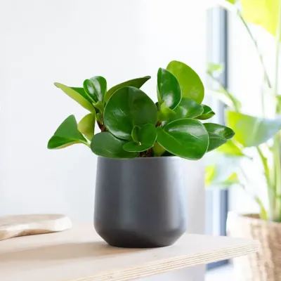 Peperomia Obtusifolia - P12