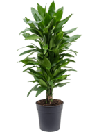 Dracaena janet lind L kamerplant
