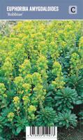Vips Euphorbia amygdaloides 'Robbiae' - Wolfsmelk - thumbnail