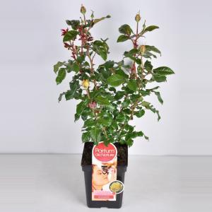Grootbloemige roos Parfum de Nature (rosa "Diamonds Forever"®) - C5 - 1 stuks