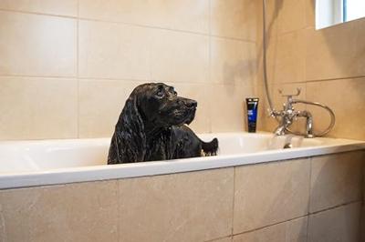 Animology Top Dog Conditioner