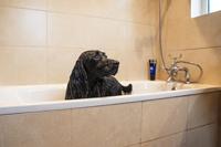 Animology Top Dog Conditioner - thumbnail