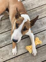 Nylabone dura chew cheese bone - thumbnail