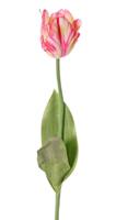 Tulp roze kunstbloem zijde nepbloem Driesprong Collection - Driesprong collection - thumbnail