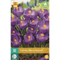 Krokus flower record paars 10 bollen - thumbnail