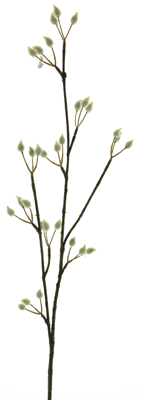 Pussy willow spray cream 78cm Erutan Avon - Erutan avon