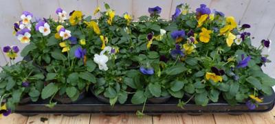 Bosviolen Violen wit/geel/paars 12 stuks in bak Viola Warentuin Natuurlijk - Warentuin natuurlijk