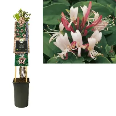 Japanse kamperfoelie (Lonicera Japonica "Red World") klimplant