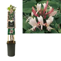Japanse kamperfoelie (Lonicera Japonica "Red World") klimplant - thumbnail