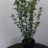 Hibiscus syriacus Marina - 80 - 100 cm - 5 stuks - thumbnail