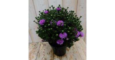 Herfstaster GROOT roze Warentuin Natuurlijk - Warentuin natuurlijk