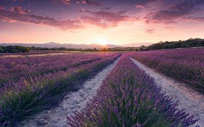 Komar Stefan Hefele; Komar Wanderlust Fotobehang Lavender Dream - SHX9-052