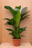Paradijsvogelbloem Strelitzia Nicolai potmaat 26 cm H160-180 cm (kan in de zomer buiten) Warentuin Natuurlijk - Warentuin natuurlijk - thumbnail