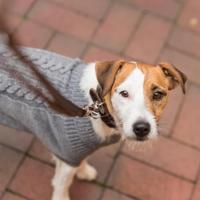 TRIXIE HONDENRIEM RUSTIC VERSTELBAAR VETLEER DONKERBRUIN 100X2,5 CM - thumbnail