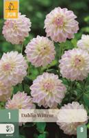Dahlia wittem 1st bloembol zomer Dahlia JUB - Jub - thumbnail