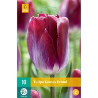 Tulipa Kansas Proud JUB, 10 bloembollen - Jub - thumbnail