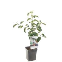 Malus domestica Jonagold Rode handappel Patio fruitplant Fruithof - Fruithof - thumbnail