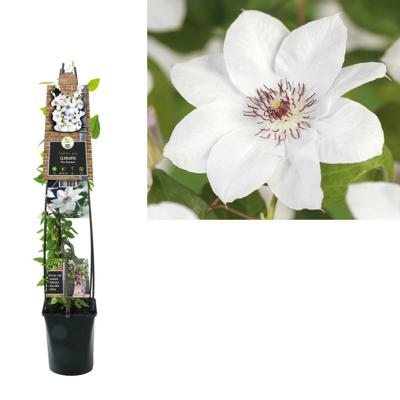 Klimplant Clematis Miss Bateman - Witte Bosrank 120cm