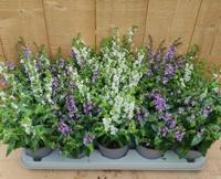 Diascia 10 potjes per tray mix Warentuin Natuurlijk - Warentuin natuurlijk - thumbnail