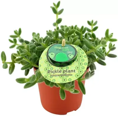 Delosperma echinatum (Augurkenplantje) 20cm