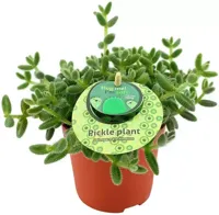 Delosperma echinatum (Augurkenplantje) 20cm - thumbnail