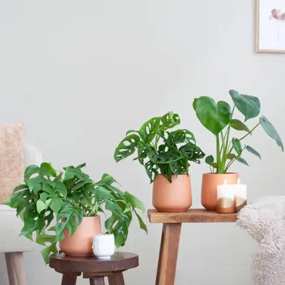 Jungle Kamerplantenbox - P12 - 3 stuks Jungle Kamerplantenbox - P12 - 3 stuks