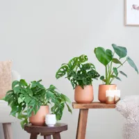 Jungle Kamerplantenbox - P12 - 3 stuks - thumbnail